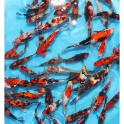 KOI TOSAI 70€