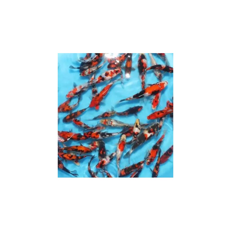 KOI TOSAI 70€ KOI TOSAI 70€