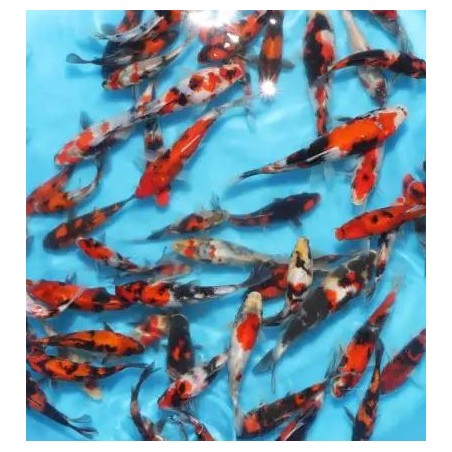 KOI TOSAI 70€