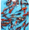 KOI TOSAI 70€