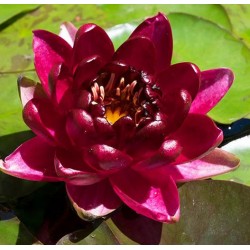 Nénuphar Almost Black