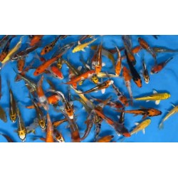 KOI TOSAI 15 €