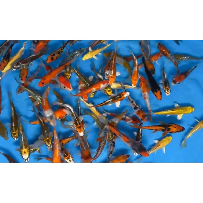 KOI TOSAI 15 € KOI TOSAI 15 €