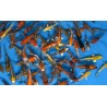 KOI TOSAI 15 €