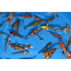 KOI TOSAI 20 €
