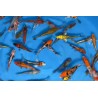 KOI TOSAI 20 €