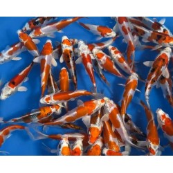 KOI TOSAI 40 €