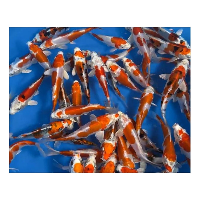 KOI TOSAI 40 € KOI TOSAI 40 €
