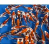 KOI TOSAI 40 €