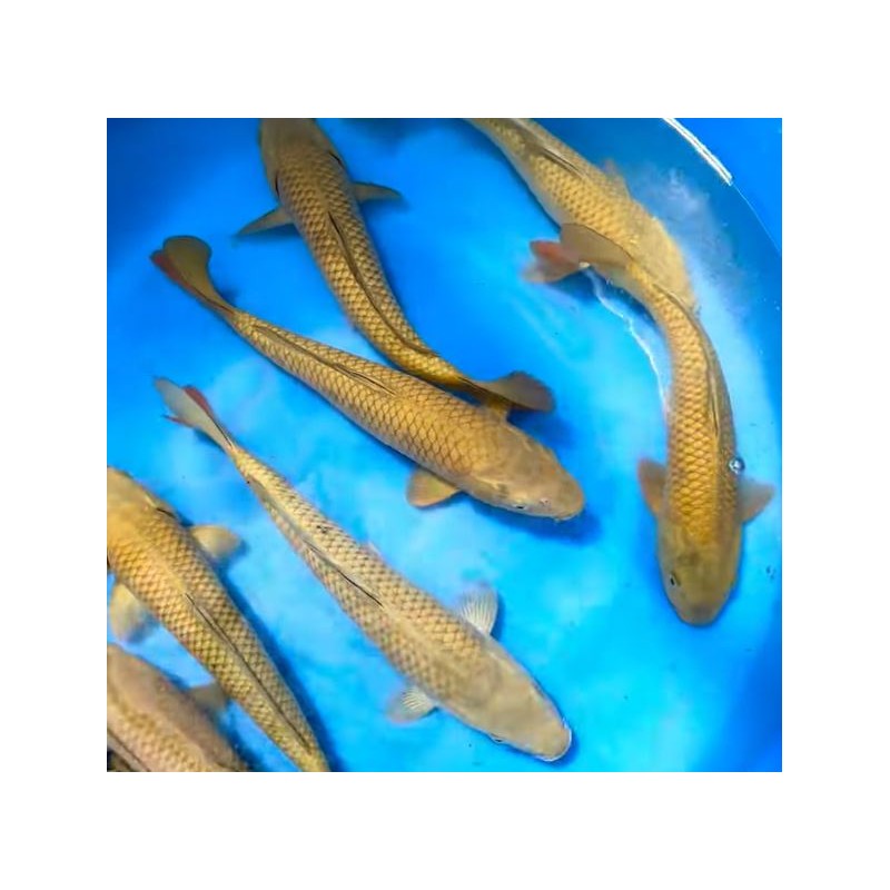 KOI NISAI CHAGOI 25-30 Cm 70 € KOI NISAI CHAGOI 25-30 Cm 70 €