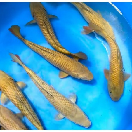 KOI NISAI CHAGOI 25-30 Cm 70 €