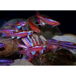 Notropis chrosomus