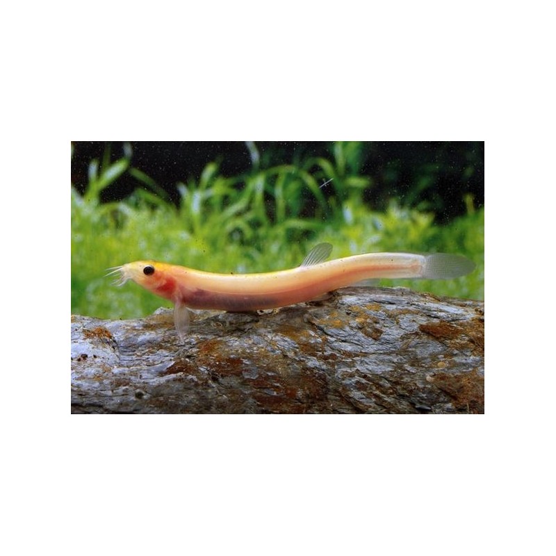 Misgurnus Anguillicaudatus Gold Misgurnus Anguillicaudatus Gold