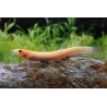 Misgurnus Anguillicaudatus Gold