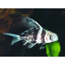 MYXOCYPRINUS ASIATICUS