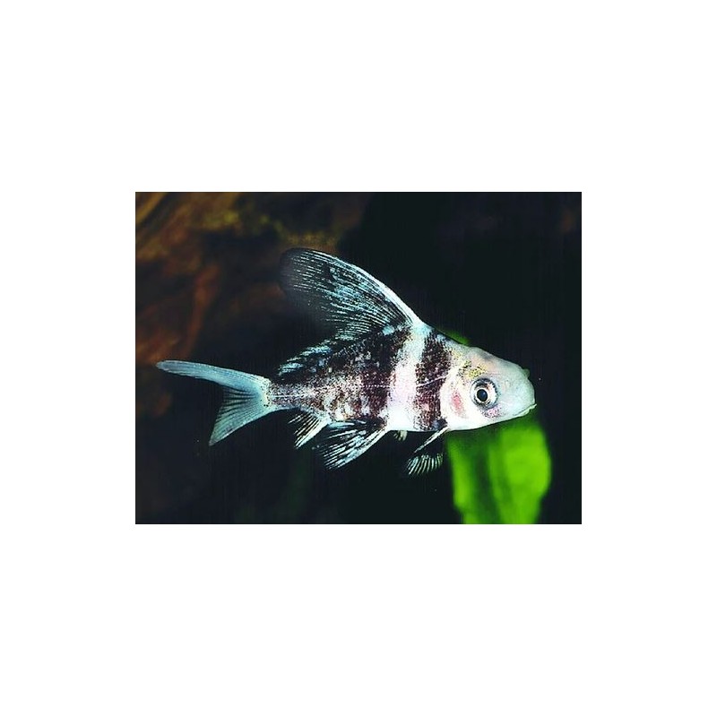 MYXOCYPRINUS ASIATICUS MYXOCYPRINUS ASIATICUS