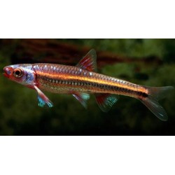 Notropis chrosomus
