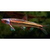 Notropis chrosomus