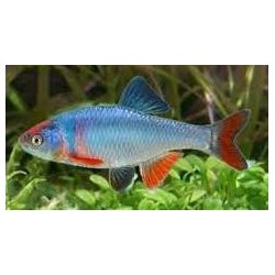 Notropis lutrensis