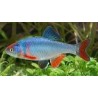 Notropis lutrensis