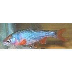 Notropis lutrensis