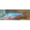 Notropis lutrensis