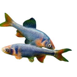 Notropis lutrensis