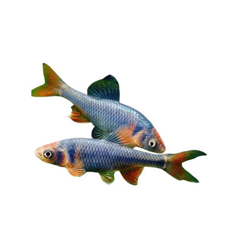 Notropis lutrensis