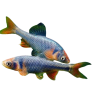 Notropis lutrensis