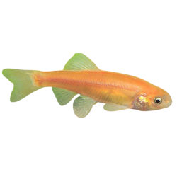 Pimephale promelas auratus