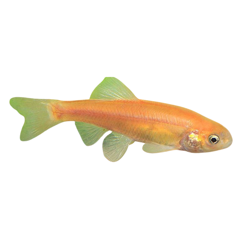 Pimephale promelas auratus