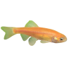 Pimephale promelas auratus