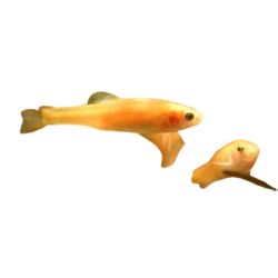 Pimephale promelas auratus