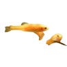 Pimephale promelas auratus
