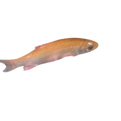 Ide melanote dorée