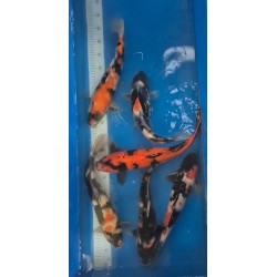 HI UTSURI MARUSEI 35 Cm 150 €