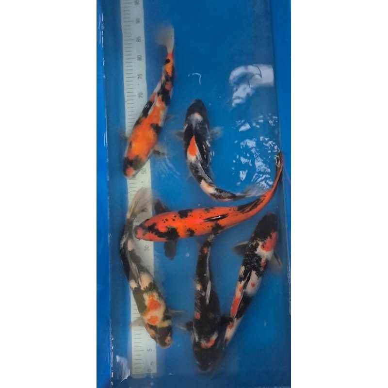 HI UTSURI MARUSEI 35 Cm 150 €