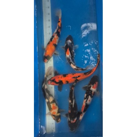 HI UTSURI MARUSEI 35 Cm 150 €