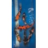 HI UTSURI MARUSEI 35 Cm 150 €