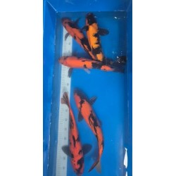 KOI NISAI HI UTSURI 35-40 Cm Marusei 150 €