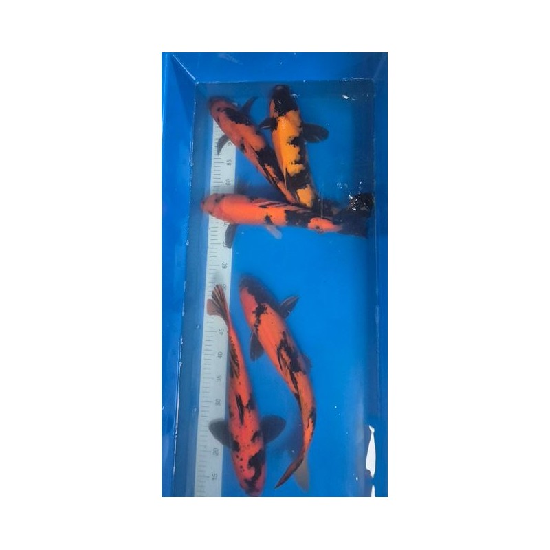 KOI NISAI HI UTSURI 35-40 Cm Marusei 150 €