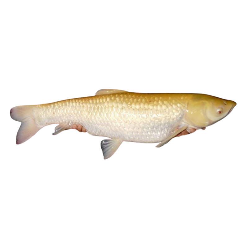 Amour blanc Albinos 11 13 cm