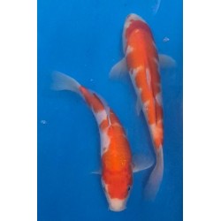 KOI NISAI KOAHAKU 30-35 Cm Marusei 70 €