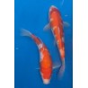 KOI NISAI KOAHAKU 30-35 Cm Marusei 70 €
