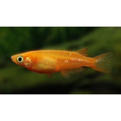 Oryzia Latipes