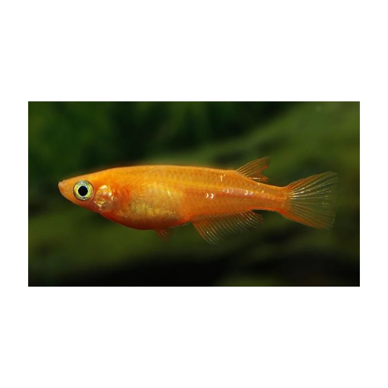 Oryzia Latipes