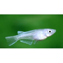 Oryzia Latipes