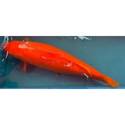 koi Benigoi 65 cm