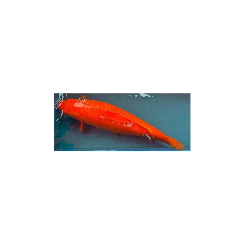 koi Benigoi 65 cm