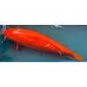 koi Benigoi 65 cm